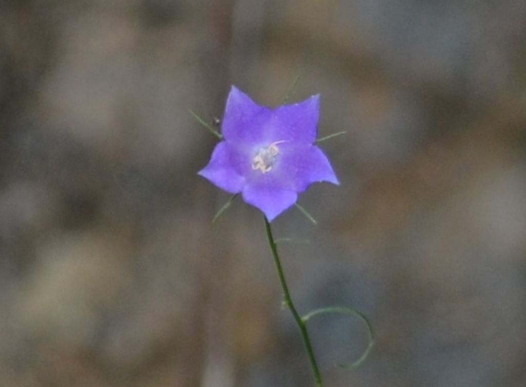 Santa Brigida (BG):  Campanula persicifolia